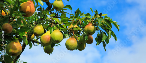 Branch with pears isolated on blue sky. Garden background.