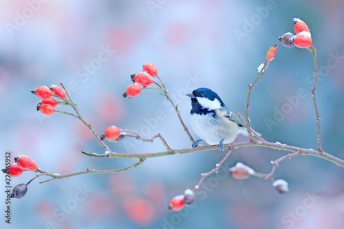 Coal Tit on snowy wild red rose branch. Cold morning in the nature. Songbird in the nature habitat. Wildlife scene from winter forest, Germany, Europe. Bird in the habitat.