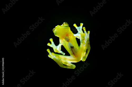 Glass frog with transparent skin, visible organs, heartbeat. Raticulated Glass Frog, Hyalinobatrachium valerioi, green tropical forest, Costa Rica- Wildlife scene, nature.