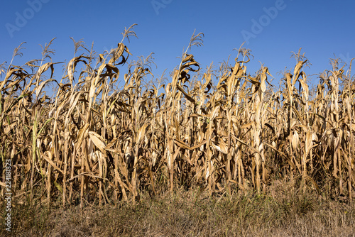 Corn field with dried yellow corn plants with blue sky in background - concept climate change harvest season time organic food nature environment pollution famine hunger industry cultivation farming