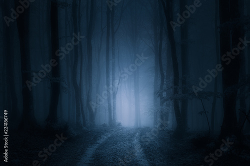 path in dark and scary forest