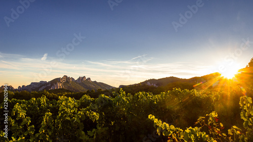 The Dentelles de Montmirail in the distance with grapevine in foreground during sunset, Vaucluse, Provence, France