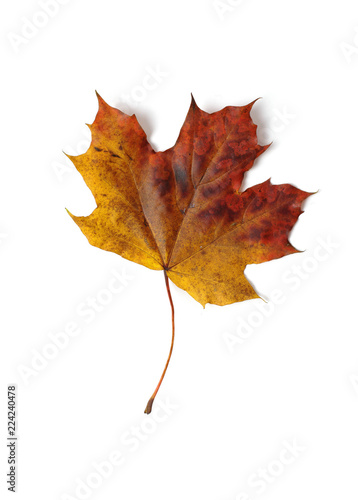 autumn maple leaf isolated on white background