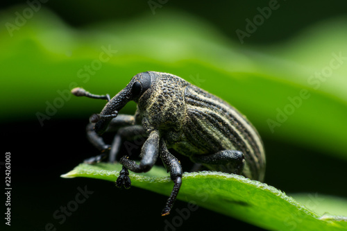 Boll weevil, Black weevil on leaf green background