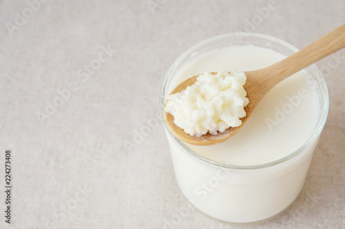 Organic probiotic milk kefir grains, Tibetan mushrooms on wooden spoon over kefir milk in a glass