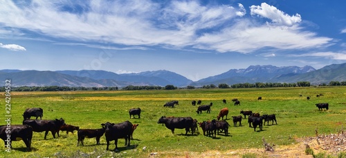 Herd of Cows grazing together in harmony in a rural farm in Heber, Utah along the back of the Wasatch front Rocky Mountains. United States of America.