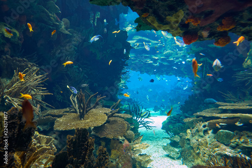 The underwater world in the main tank of the Lisbon Oceanarium. Portugal