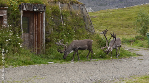 Rentiere im Wohngebiet von Hammerfest, Norwegen