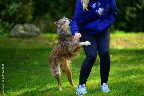 Vorsicht bissiger Hund, mittelgroßer Hütehund springt sportlich gekleidete Frau an.