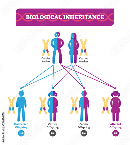 Biological inheritance vector illustration infographic. Biology education.