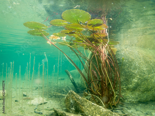 Water lily leaves underwater