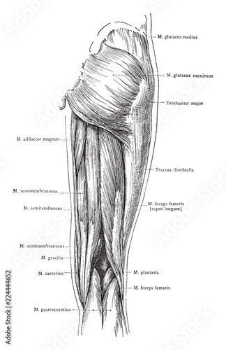 Posterior View of the Superficial Muscles of the Thigh, vintage illustration.