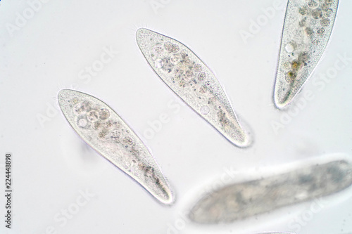 Paramecium caudatum is a genus of unicellular ciliated protozoan and Bacterium under the microscope