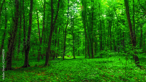 Brightly green forest