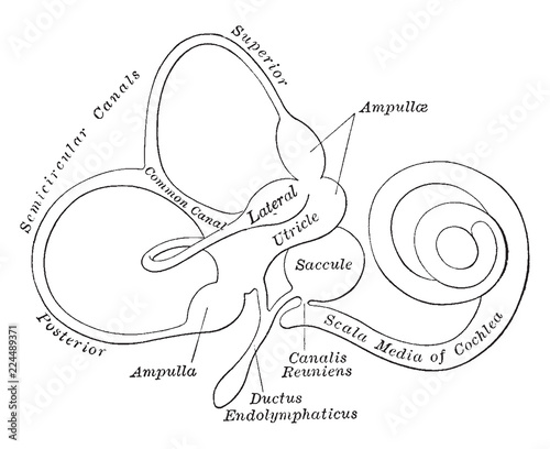 Membranous Labyrinth, vintage illustration.