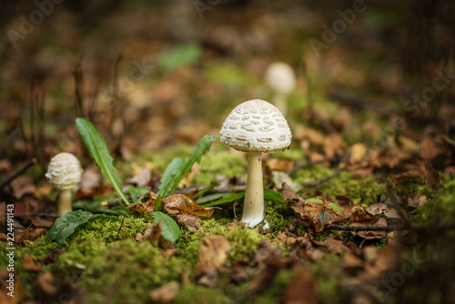 Lepiota is a genus of gilled mushrooms in the family Agaricaceae. All Lepiota species are ground-dwelling saprotrophs with a preference for rich, calcareous soils