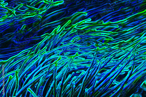 Neon glowing abstract from natural coral