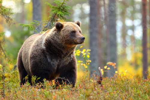 Big brown bear in a colorful forest looking at side