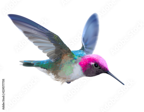 Hummingbird - Calypte anna. Hand drawn vector illustration of a flying male Anna’s hummingbird with colorful glossy plumage on transparent background.