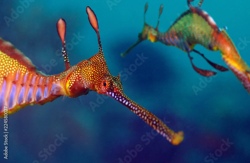 Two weedy seadragons