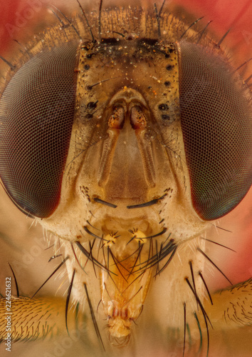 extreme macro image of a fly