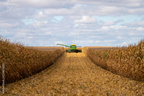 Green combine in corn field during harvest