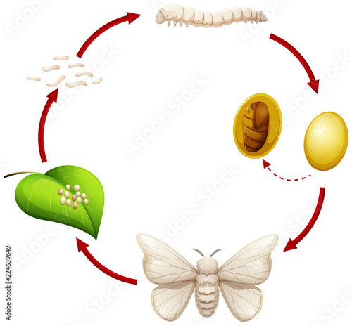 Life cycle of a silkworm