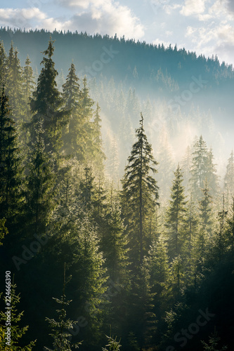 spruce forest on the hill in morning haze. lovely nature scenery in beautiful light