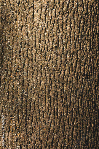 Close up of textured brown bark of tree