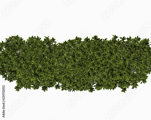 Grüne Buchsbaum Hecken