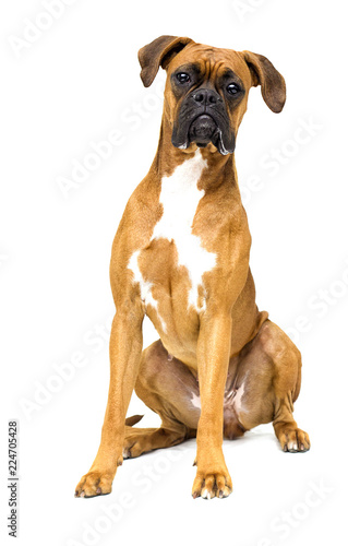 dog boxer breeds on white background