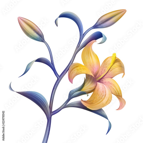 tropical flower, botanical illustration, decorative lily twig, clip art element isolated on white background