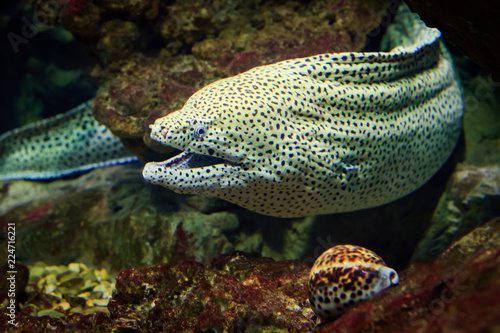 Giant moray looks out from coral reef