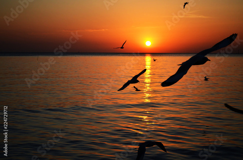 Silhouette of Seagull Birds fly through the seaside at sunset with copy space