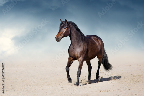 Stallion in motion in desert dust against beautiful sky