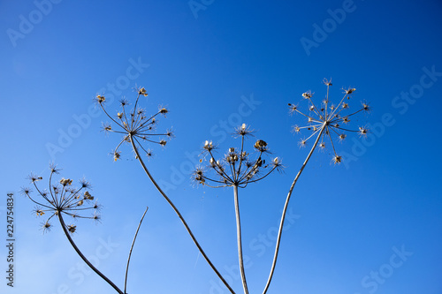 Giant Hogweed seed heads, the sap of the plant is phototoxic and causes phytophotodermatitis in humans, Latin name Heracleum mantegazzianum