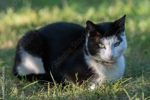 Sleepy black and white cat lying on grass in a garden, looking into the camera