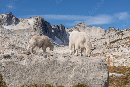 Goat family licking salt off rocks in the Cascade Mountains
