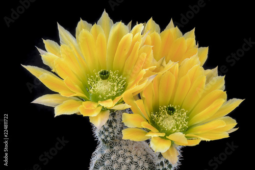 Cactus Echinocereus ctenoides with flower isolated on Black.