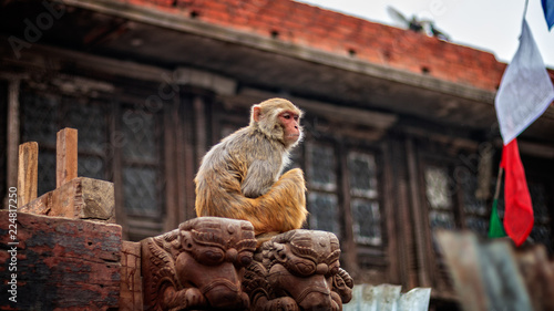 Macaque chillin in Swayambhunath temple