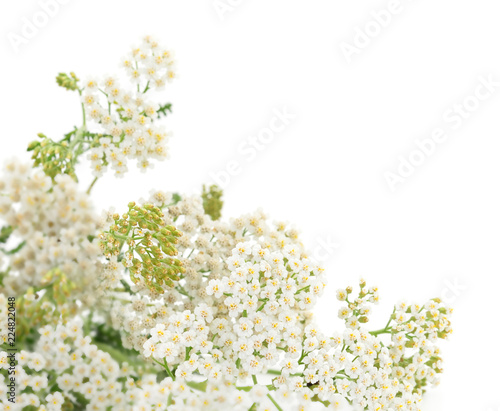 Yarrow leaf and flowers isolated.