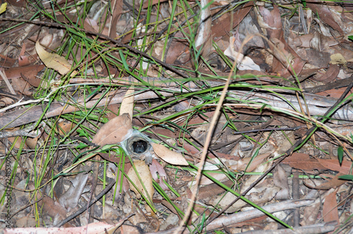 Trap Door Spider Hiding