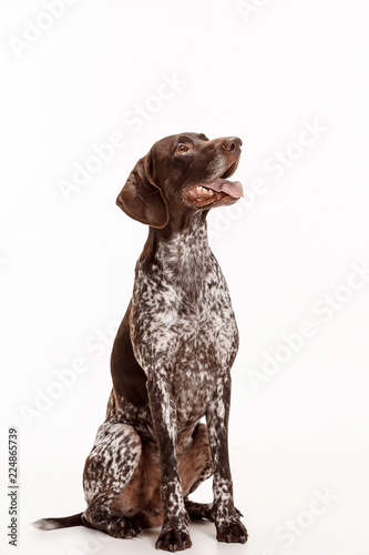 German Shorthaired Pointer - Kurzhaar puppy dog isolated on white studio background