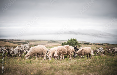 Sheep in spain on natural neutral succlucent grass