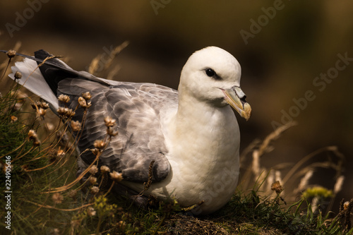 northern fulmar Fulmarus glacialis in Scotland, Great Britain