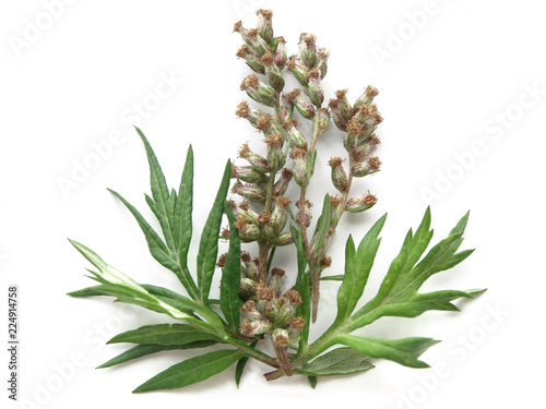 Mugwort (Artemisia vulgaris) 