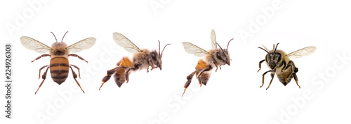 bees, flying insect. Several bees in a single image with white background, isolated bee.