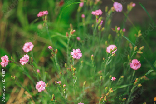 small pink flowers in the meadow