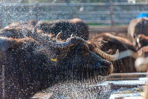 Water Buffalo at Buffalo Mozzarella Farm in Southern Italy