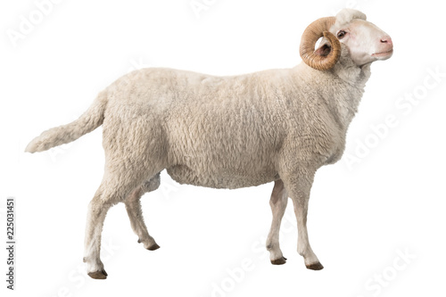 white ram isolated